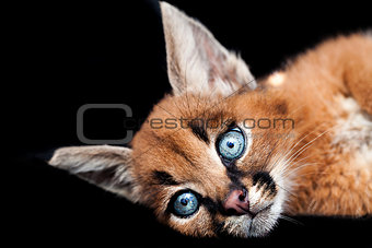 Caracal Young Cat