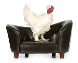 chicken on a couch