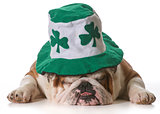 St Patricks Day dog