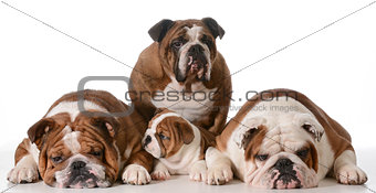 bulldog family