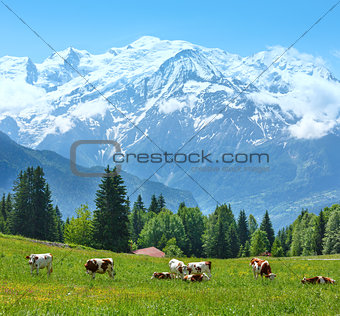 Herd cows on glade and Mont Blanc mountain massif view 