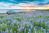 A 4WD car parked in a lupins field next to the atlantic coast lo