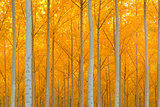 Autumn Stand of Trees Blazing Yellow Autumn Fall Color