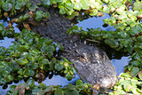 Alligator (Alligator Mississippiensis) 