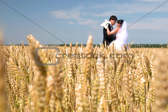 wheat field, newlyweds in the background of the 
