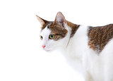 Domestic cat with green eyes over white