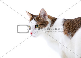 Domestic cat with green eyes over white