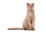 Short-haired cat over white background