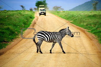 How many times have I told you to slow down when you see a zebra crossing?