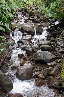Rainforest, Guadeloupe, Caribbean