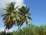Palm Trees and Cane, Guadeloupe, Caribbean