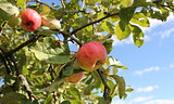 apple on the branches of apple tree