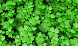 Expanse of four-leaf clovers