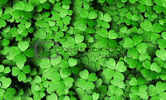 Expanse of four-leaf clovers