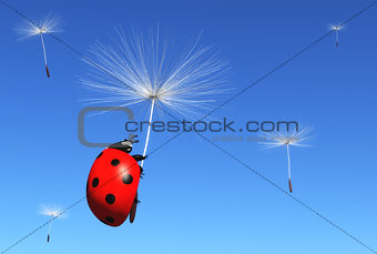 Floret carries a ladybug