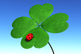Ladybug on a four-leaves clover
