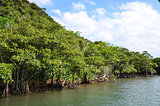 Mangrove at riverside