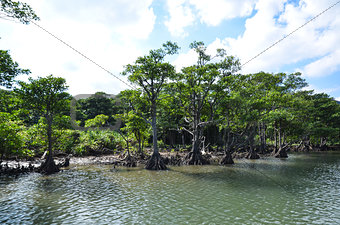 Riverside mangrove
