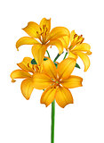 Beautiful yellow lily isolated on white