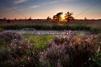 sunset over swamps and flowering heather