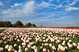 red and white tulipd on Dutch spring fields