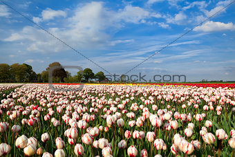 red and white tulipd on Dutch spring fields