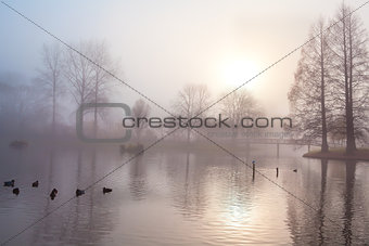 misty morning in autumn park