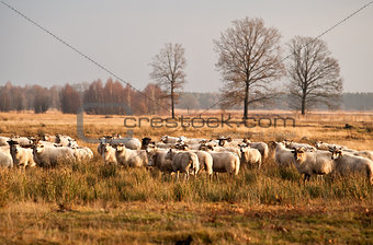 sheep herd before sunset in Dwingelderveld