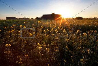 rising sun over rapeseed field