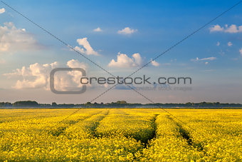 rapeseed flowers field and blue sky