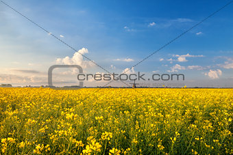 rapeseed flowers field and windmill