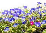 Blue Morning Glory flower in nature