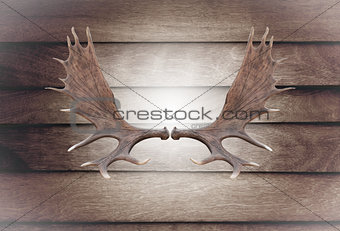 Closeup horn moose on wooden wall 
