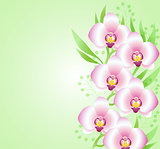Green background with orchids