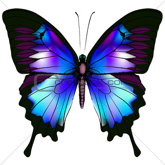 Butterfly isolated blue vector illustration