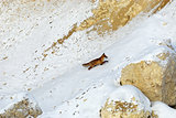 Fox in its natural habitat in winter