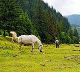 Horse on a background of mountain