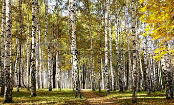 Path in birch sunny forest