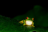 red eyes tree frog