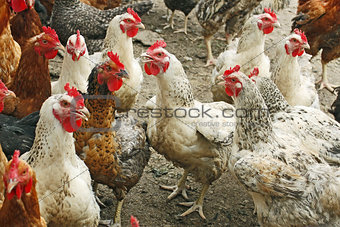 Chickens on the poultry yard