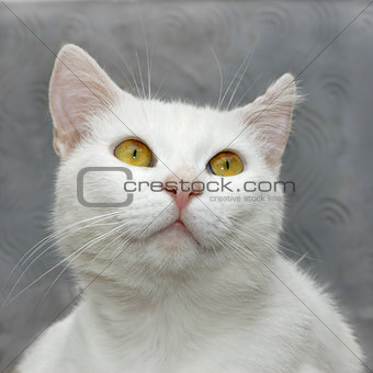 White cute cat