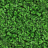 Green grass clover seamless texture