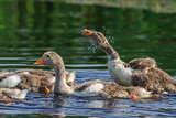 domestic geese chicks on the lake