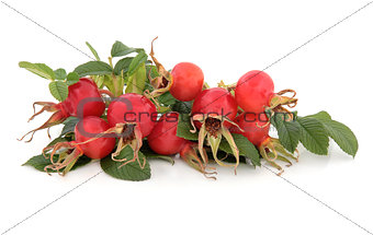 Rose Hip Fruit