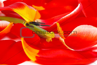 Pistil and stamen red tulip petals are showered