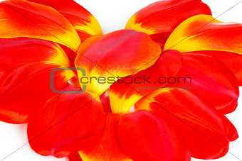 Many red tulip petals on a white background
