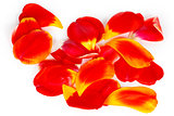 Many red tulip petals on a white background