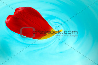 Red tulip petal in water
