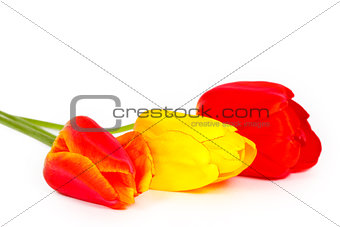 Three colored tulips on a white background