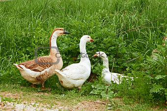 Two geese and goose on the meadow